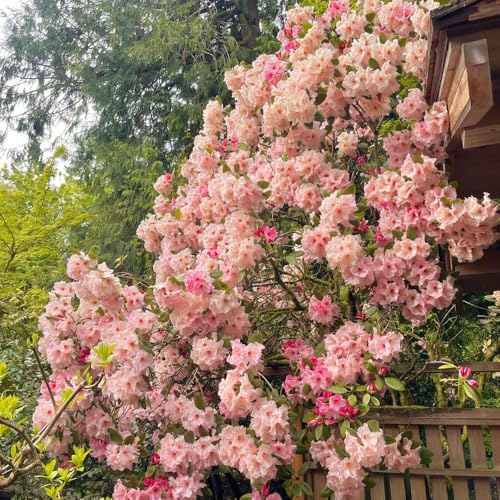 semi di rododendro, azalea resistente, decorazione giardino balcone perenni esotiche 25pcs
