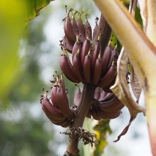 Bananenpflanze, Bananensamen, säulenobstbäume pflanzensamen gartenpflanzen winterhart säulenobst 20Samen