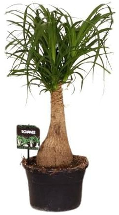 Elefantenfuß Beaucarnea Nolina – Ø19cm – 60cm – Pflegeleichte Zimmerpflanze mit luftreinigenden Eigenschaften – Exotische Grünpflanze für Wohnzimmer, Büro & Wintergarten
