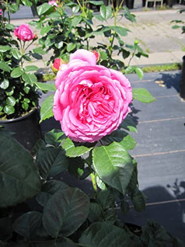 Nostalgie Edelrose Anuschka ® - Rosa Anuschka ® - Tantau Rose
