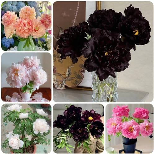 Pfingstrosen, für sonnige plätze bodendecker wohnzimmer deko topfpflanzen draußen winterhart gartendeko für draußen frühlingsblumen 7Zwiebeln