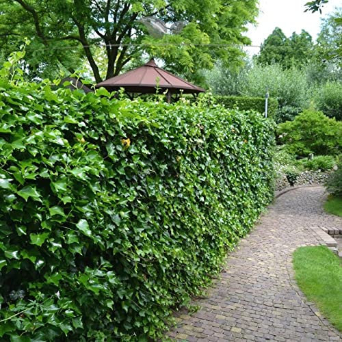 Gardline - Irischer Efeu 125-150 cm IM TOPF. 10-500 Hedera Kletterpflanzen. Sichtschutzwand - 60 St. (ca. 17 Meter)