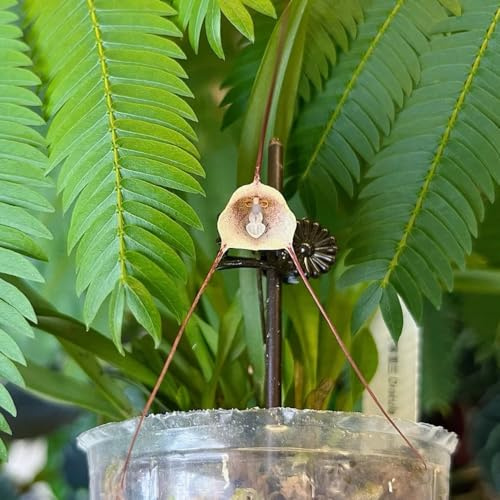 orchidea scimmia, resistenti in vaso esterno d'appartamento rara Decorazioni giardino per esterni giardino, balcone decorazione 25semi