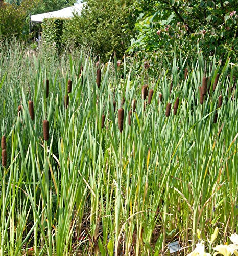 Breitblättriger Rohrkolben - Typha latifolia - lebende Gartenpflanze aus den Baumschulen