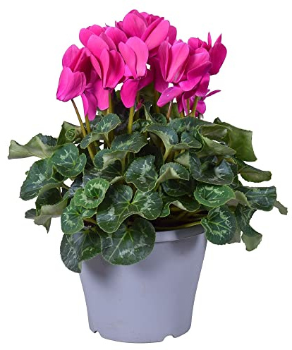 Cyclamen MORADO Planta Natural de Exterior con Flores Rosa Oscuro