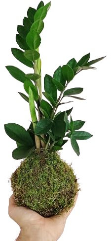 Planta Kokedama - Zamioculcas Zamiifolia - DECOALIVE - Planta de Interior - Musgo Natural