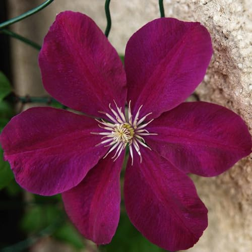 Vivai le Georgiche - Pianta vera di Clematis viticella Etoile Violette Clematide - vaso Ø 15 cm - altezza alla vendita 40-60 cm