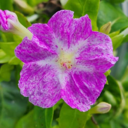 wunderblumesamen winterhart zierblumen für sonnige plätze herbst deko winterharte garten topfpflanzen draußen winterhart schattenpflanzen wildblumensamen frühlingsblume winterharte 130samen