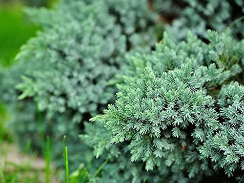 9cms Pot Juniperus Squamata Blue Carpet Dwarf Conifers (3 Pack)