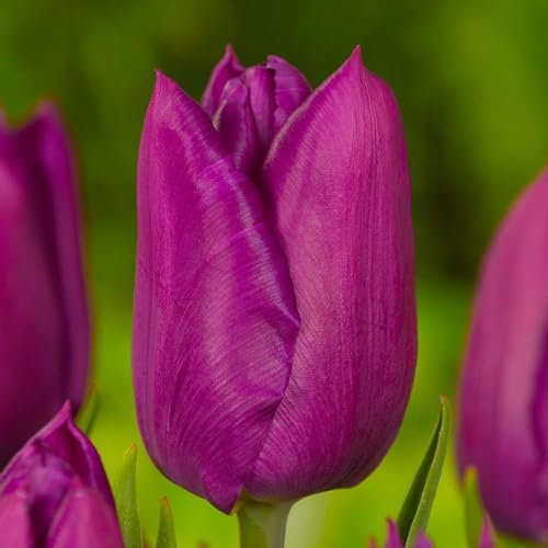 Bulbi di tulipani Singolo Violet Passion (25 pièces) esclusivi tulipani viola dall'Olanda, resistenti e perenni per giardino, vasi, balcone da Amsterdam (bulbi grandi, senza semi, non artificiali)