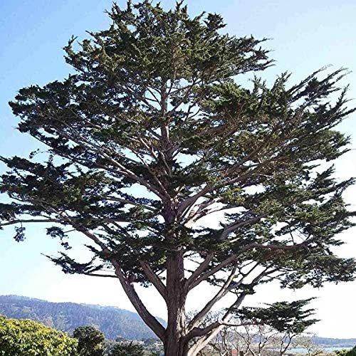 Monterey Cypress - Cupressus Macrocarpa 20 Tree Seeds