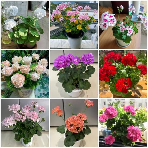 Semi di geranio, Pelargonium hortorum, Semi di geranio selvatici rare 100pcs