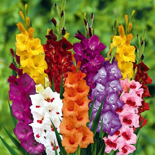 N.L. Chrestensen Wild- und Gartenblumen Mischung, Blumenzwiebeln für Garten und Wiese (MiniGladiolenMisch) 25 Stück