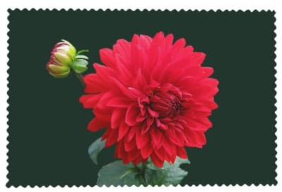 Meymuise Placemats 4 Set, Red Dahlia