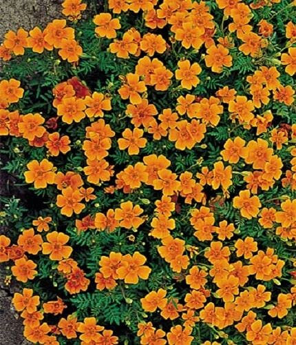 SIGNET MARIGOLD STARFIRE MIX - 300 SEEDS - Tagetes tenuifolia - BALCONY FLOWER