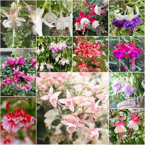 Fuchsien garten balkon dekopflanzen Fuchsiensamen blumensamen mehrjährig winterhart, kletterpflanzen winterhart mehrjährig, Seltene 500samen