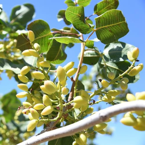 semi resistenti di pistacchio - vecchie varietà, interno, aiuola da balcone 15pcs