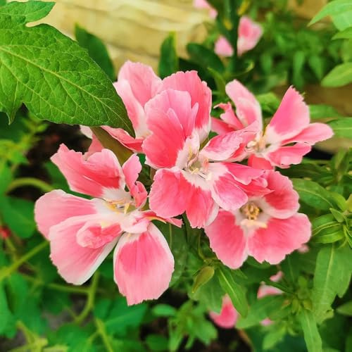 semillas de azalea de verano, balcón perennes y resistentes azalea verano en resistentes al aire libre primavera, silvestres macizo 220pcs