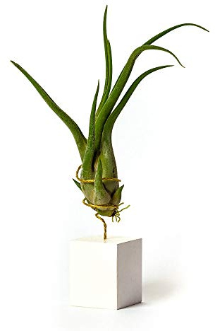 Plantas de Escritorio con Ordenador para Decorar la Oficina Escritorio Estudio fáciles de cuidar Tillandsia Caput Medusae (Soporte Incluido) (Blanco)