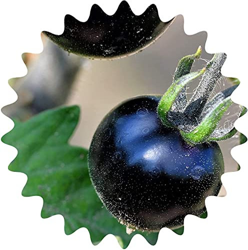 Graines de tomates « rareté » - Environ 50 graines de tomates noires