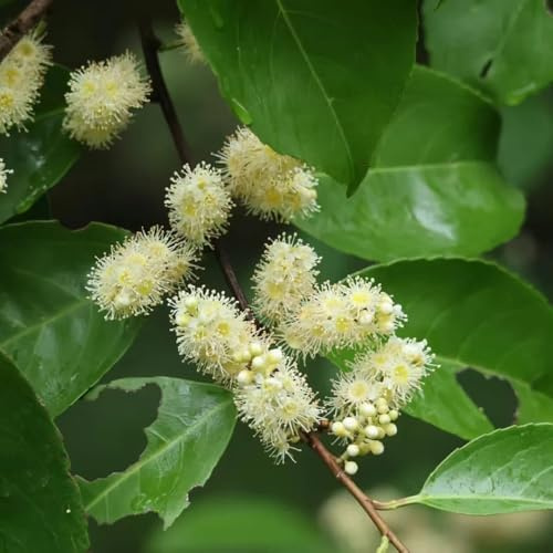 semi di alloro ciliegia, biologici antiche varietà Giardino esotiche sul balcone 100pcs