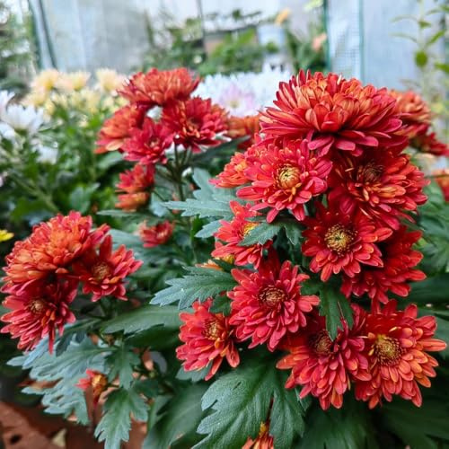 Semillas de crisantemo - decoración salón de crisantemo - decoración de otoño, jardín de resistente regalos para los amantes 30pcs