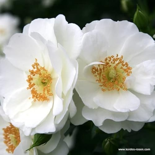 2x Rosier à fleurs groupées 'Innocencia' – Kordes Rigo-rose – Plant-o-fix-pot | Floraison blanche élégante, compacte