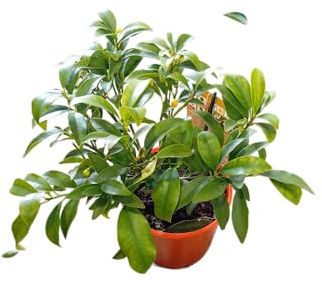 Árbol de Kumquat en Maceta Frutal Natural con Frutas Aromáticas y Hojas Perennes