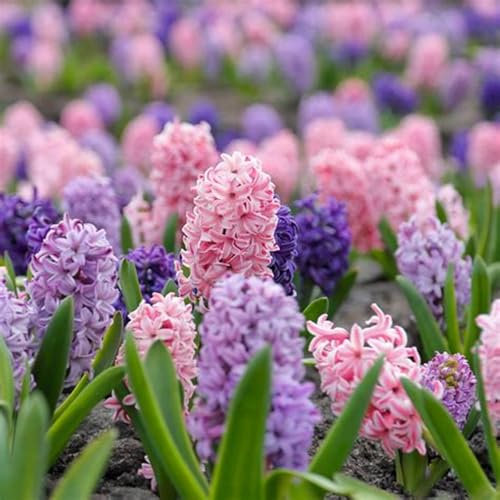 Hyacinth Plant Hyacinth Bulbs UK(Plant Bulbs,Wedding Flowers)-6bulbs-a