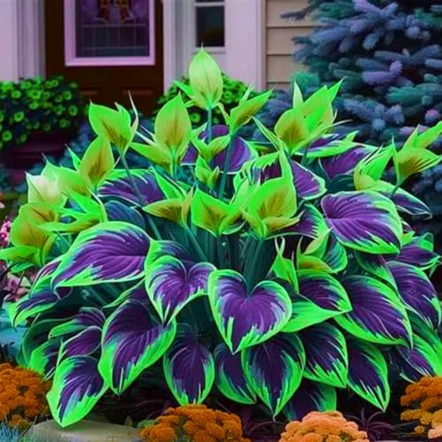 Winterharte Funker - Hosta Kauf, Frostresistent und Langlebig-4rizoma-G
