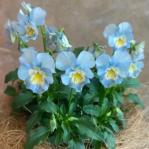 semi di viola del pensiero resistenti - giardino da balcone violetta cornuta decorazione soggiorno perenni 150pcs
