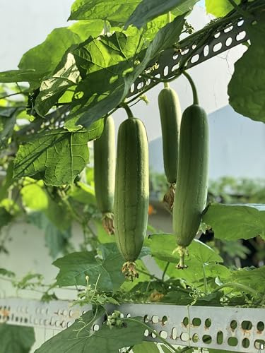 5 Samen der Luffa Schwammgurke (Luffa cylindrica), Gurke, Schwammgurke, Schwammkürbis, Schwamm, Naturschwamm, Gemüse-Schwamm, frisches Saatgut für Balkon oder Garten
