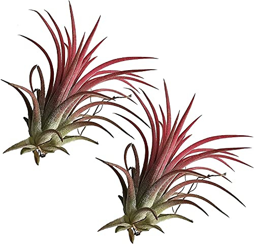 Tillandsia Color Rojo Pack de 2 Unidades de Plantas del Aire Rojas Tillandsia Ionantha