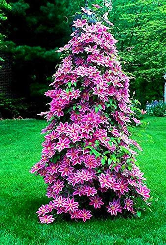 Frische 100 Stück Fiori Clematis pro Blatt Rosa 1