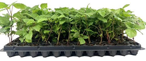 Apache BlackBerry Plant - 10 Live Starter Plants - Rubus - Fruit Trees for The Patio and Garden