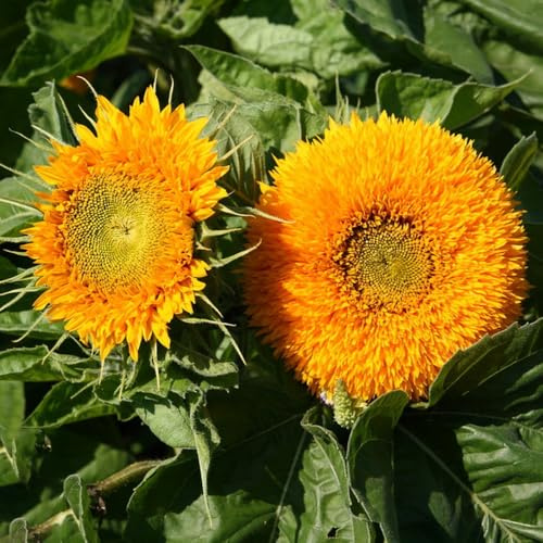 sonnenblumen exotische zimmerpflanzen schattenpflanzen garten winterhart mehrjährige blumensamen pflanzendeko indoor kräutergarten winterharte stauden für pralle sonne sonnenblume 250samen