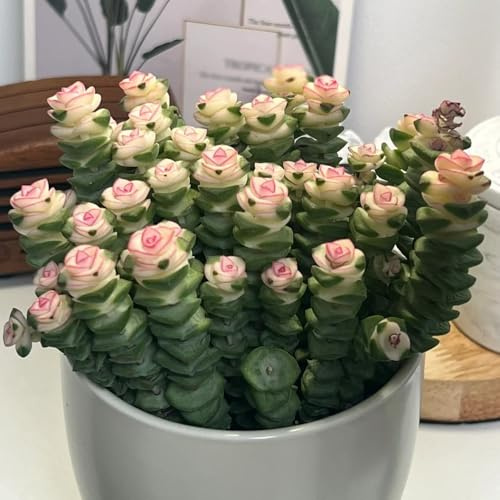 semillas de sedum cobertura del suelo - orgánicas resistentes para jardín interior para balcón o invernadero, 35pcs