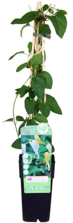 Garden Center Shop | Plantas Trepadoras Naturales | Bignonia, Wisteria, Jazmín Estrella, Madreselva, Passiflora, Hiedra (Lonicera Japonica Halliana)