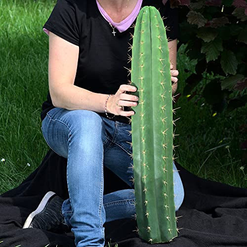 Trichocereus pachanoi, San Pedro Kopfsteckling 70cm