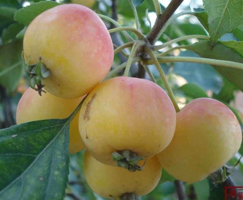 Crabapple Seeds - Semi di melo selvatico Malus Floribunda, semi di melo selvatico, non OGM, confezione da 100 semi