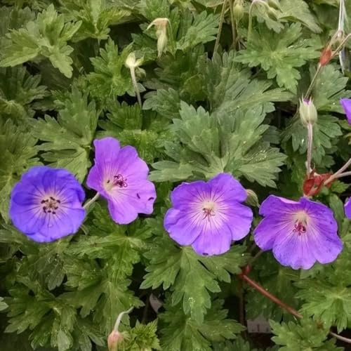 storchschnabel schmetterlingsflieder sommerblumen küchenkräuter wildblumensamen herbstaussaat büropflanzen blumendeko gartenkräuter balkonpflanze frühblüher schnittblumen kräutersamen 500samen