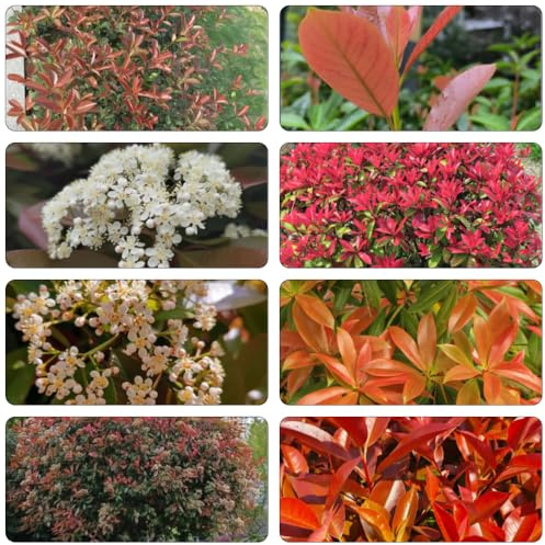 Photinia del petirrojo rojo Petirrojo rojo de Photinia semillas de semillas balcón resistentes jardín interior balcón con camas elevadas jardín 40pcs