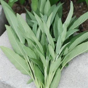 Sage Ceres Salvia officinalis 1,000 Seeds
