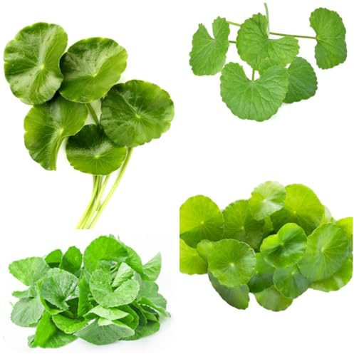 centella asiatica - kräuterbeet pflanzenanzucht gartenkräuter 225samen
