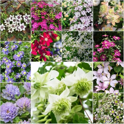 clematis winterhart mehrjährig - balkonpflanzen balkonblumen - Seltene - dekopflanzen rankpflanzen winterhart stauden sommerblumen clematis 80samen