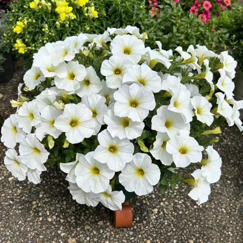 semillas de petunia en pie - resistentes extremadamente 1200pcs