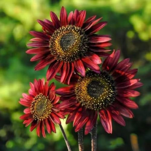 sonnenblumen kräutersamen schnittblumen mehrjährige blumensamen gartenpflanze hochbeet balkon sommerblumen pflanzendeko winterharte stauden dauerblüher blumenwiesensaat frühlingsblumen 50samen