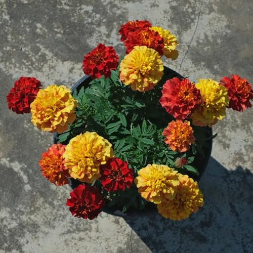 Semi di tagete resistenti giardino balcone varietà tradizionali 800pcs