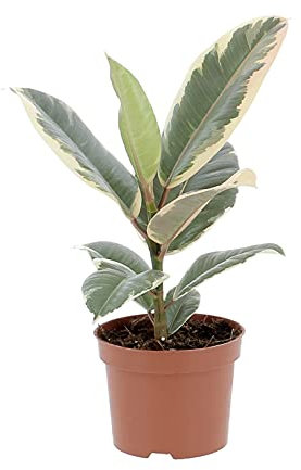 KENTIS - Ficus Elastica Tineke - Piante Vere da Interni Purifica Aria - H 30-40 cm e Vaso Ø 12 cm