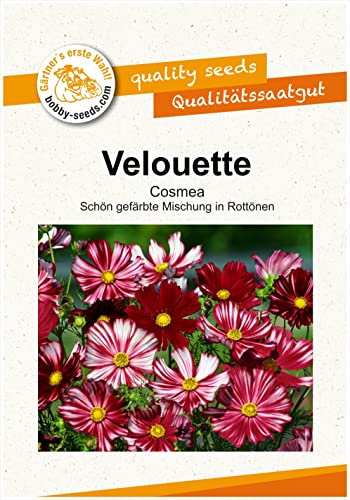Blumensamen Velouette Cosmee Portion